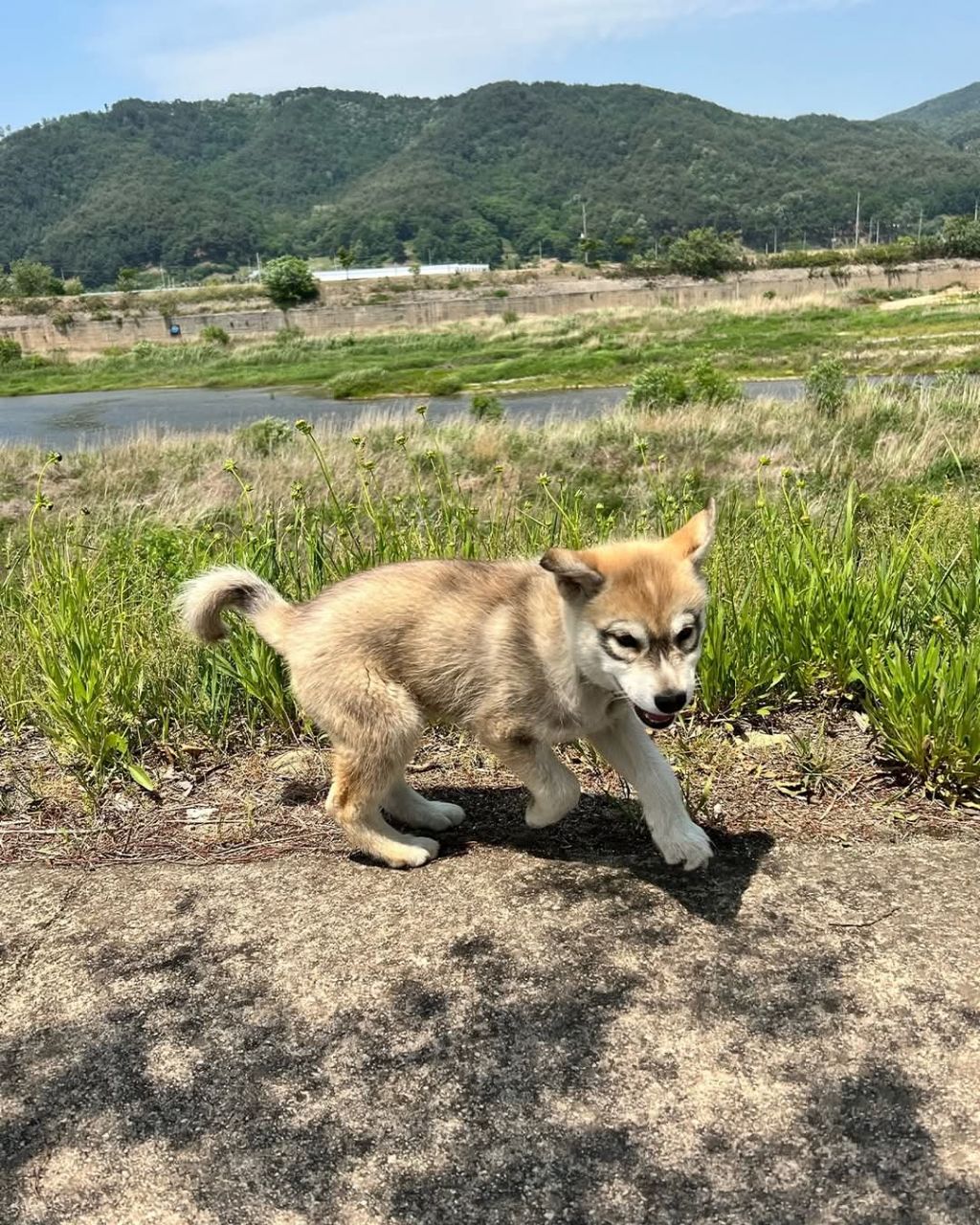 신기한 털무늬가 있는 댕댕이 | 인스티즈