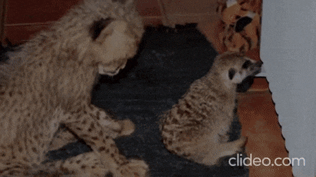 미어캣이랑 같이 자란 치타.gif | 인스티즈