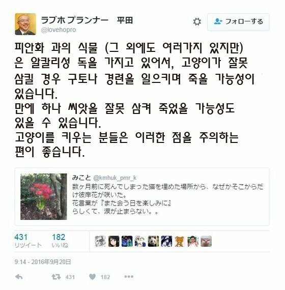 고양이가 죽어 땅에 묻어 준 일본인.jpg | 인스티즈