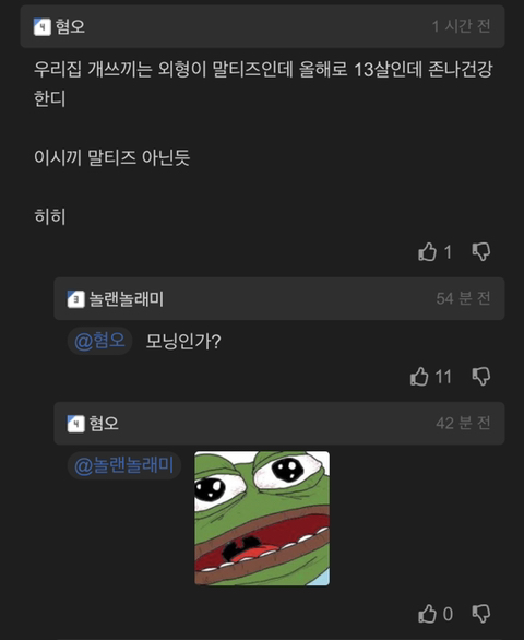 국내 소형견이 유독 슬개골 탈구가 많은 이유 | 인스티즈
