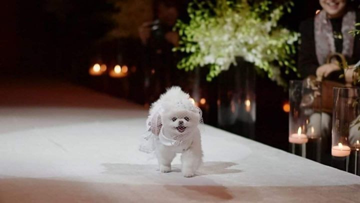 주인 결혼식에서 런웨이한 포메 | 인스티즈