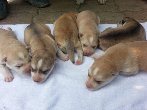 진도스키 및 오리 및 닭들 | 인스티즈