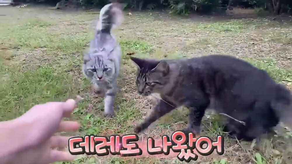 [스압주의] 일본인 캣맘 유튜버 2편 - 3천만원짜리 고양이 집 지음 | 인스티즈