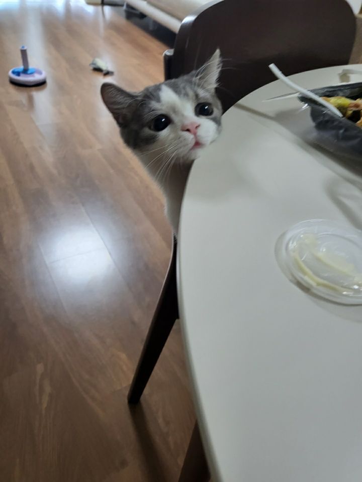 사람만큼 다양한 표정을 짓는 고양이 | 인스티즈
