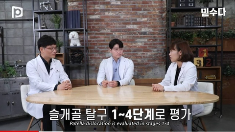 국내 소형견이 유독 슬개골 탈구가 많은 이유 | 인스티즈