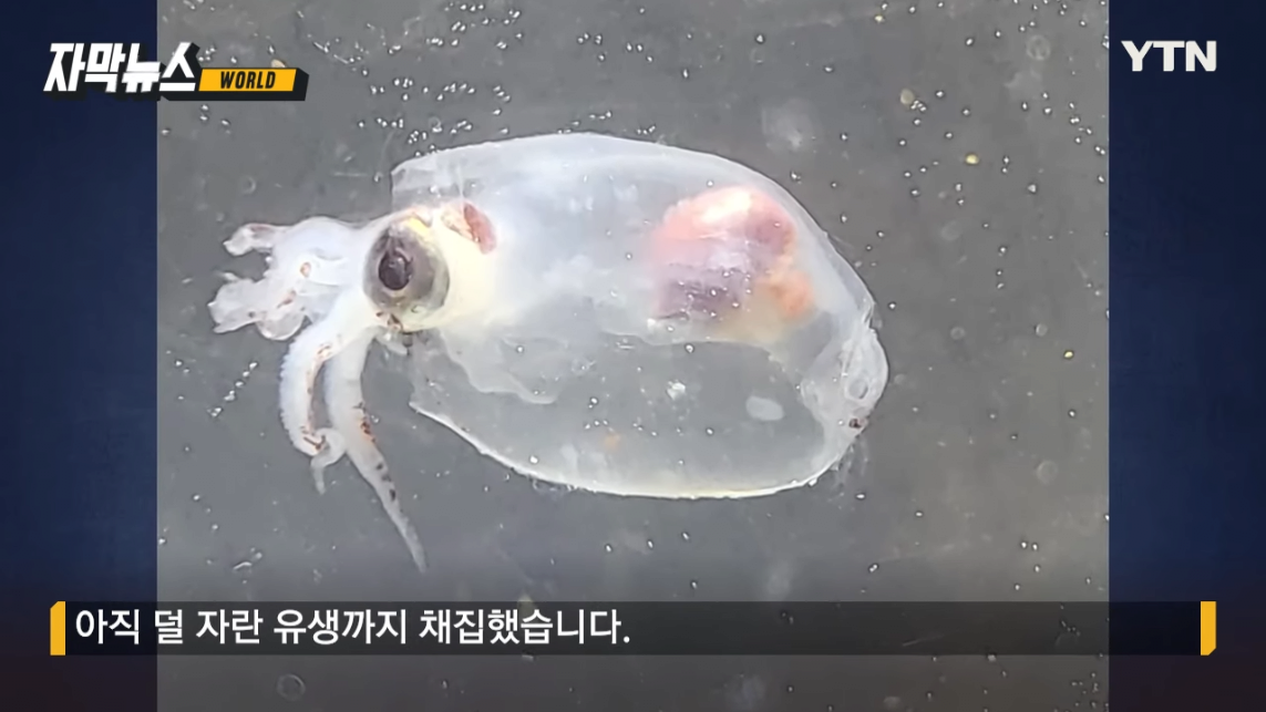 동해에서 사라진 오징어들 북극에서 발견됨 | 인스티즈