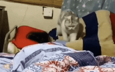 잠자는 주인 꾹꾹이 해주는 고양이 .gif | 인스티즈