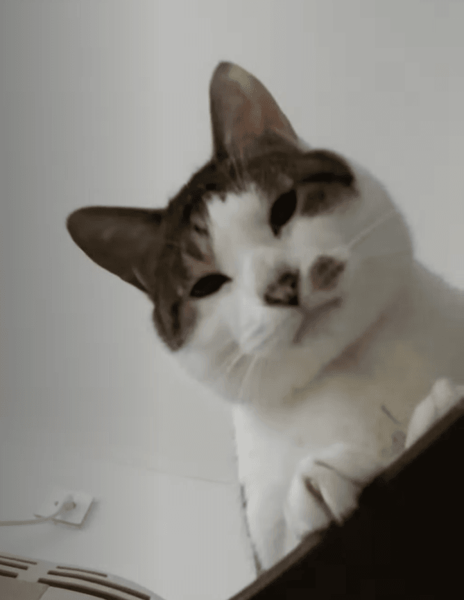 [hahaha] 고양이 때문에 드라마를 볼 수가 없다.gif | 인스티즈