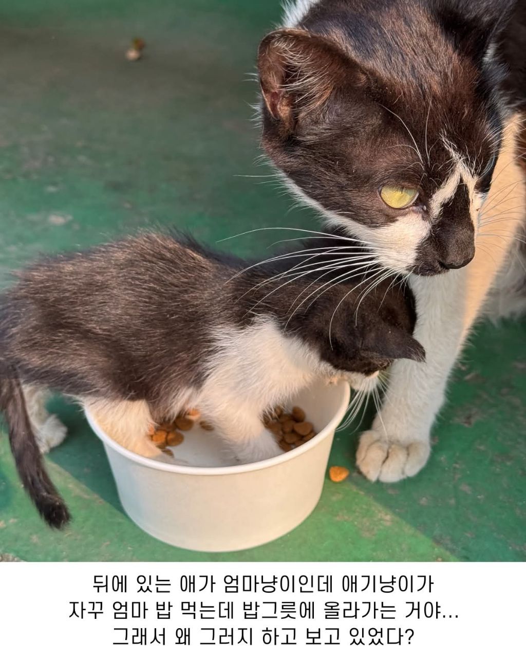 공장고양이가 애기낳음 | 인스티즈