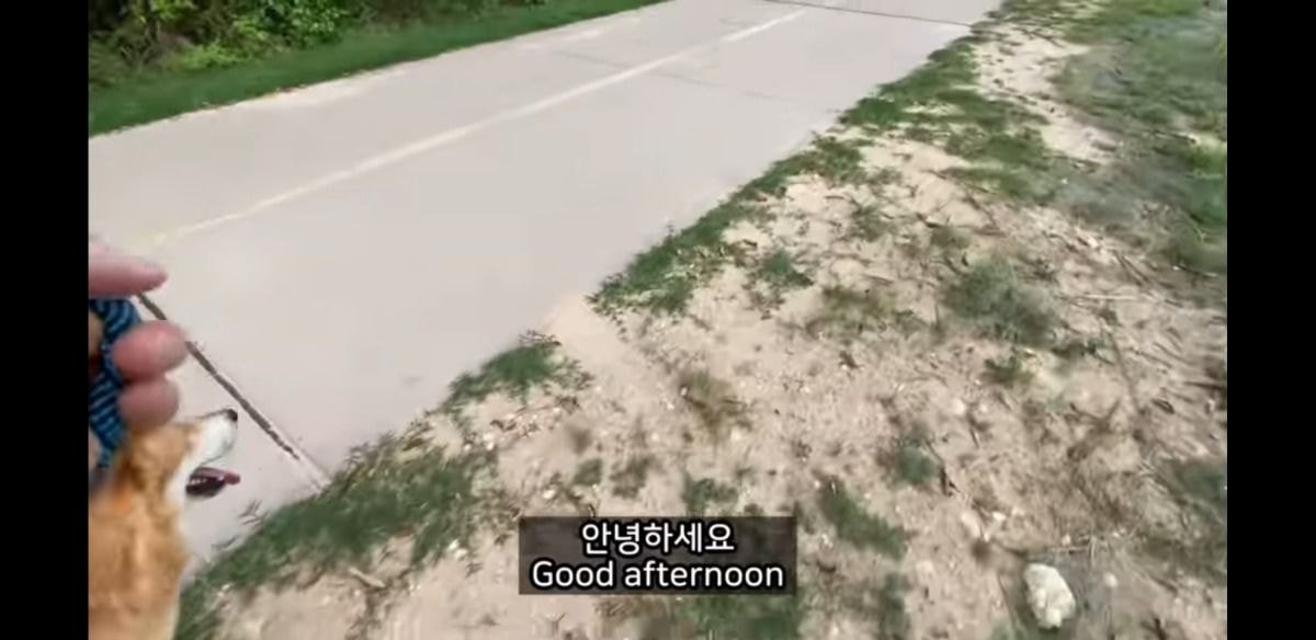 미국에서 당연시된다는 애견 문화 | 인스티즈