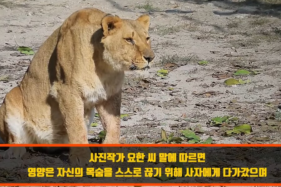 인간외에 자살을 선택하는 동물이 있을까? | 인스티즈