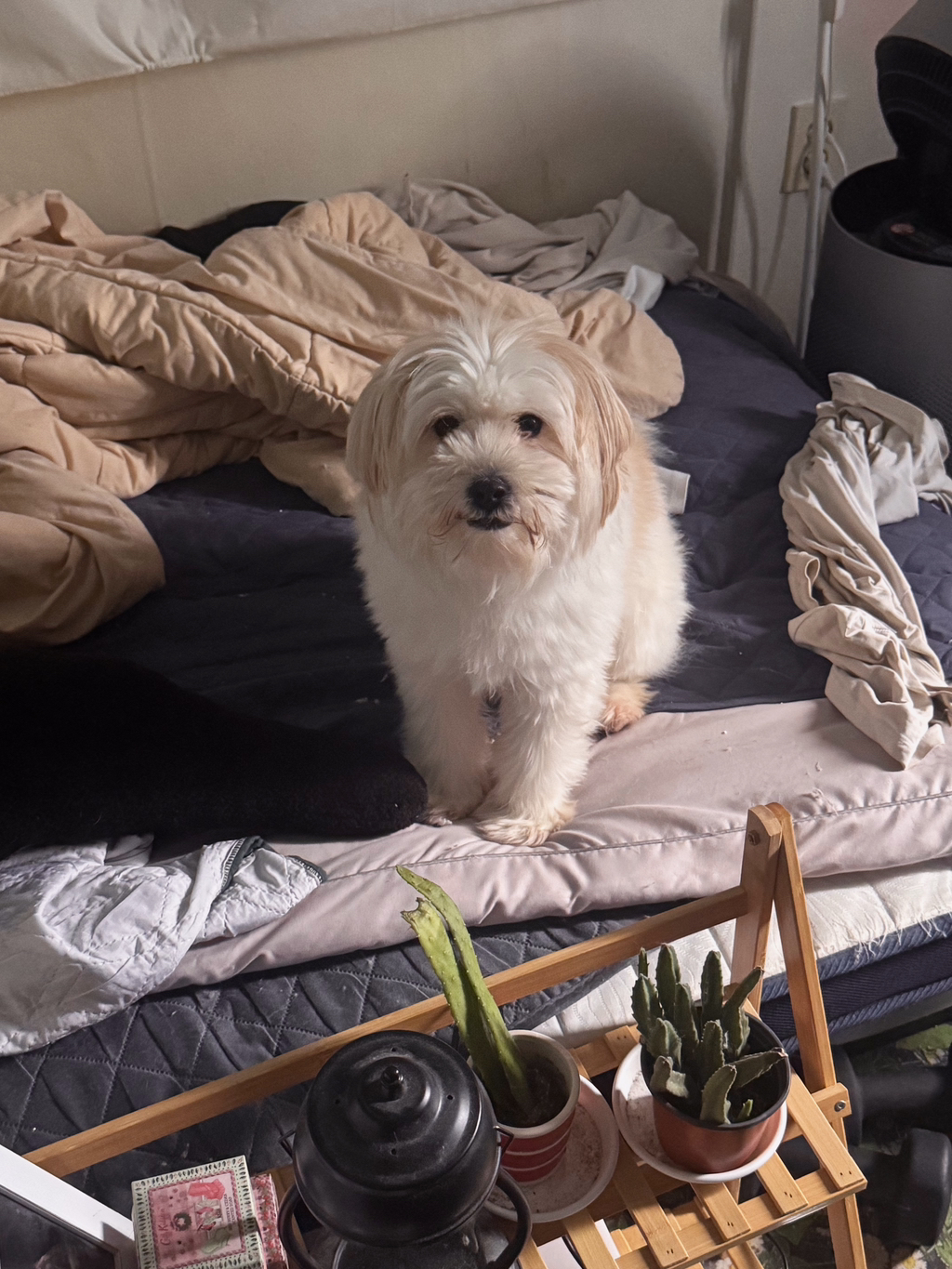 길냥이 길댕이 맘에들면 주워가라길래 주워옴 | 인스티즈