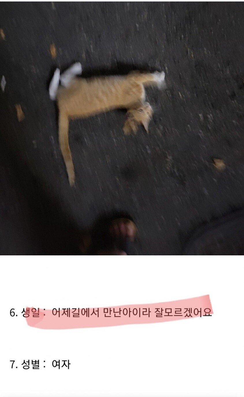 어제 데려온 길고양이, 5만원에 팝니다.jpg | 인스티즈