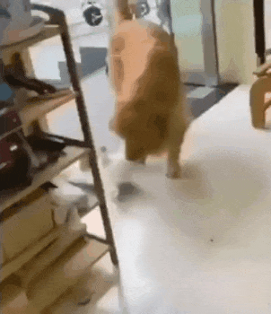 리트리버 물어온 고양이.gif | 인스티즈