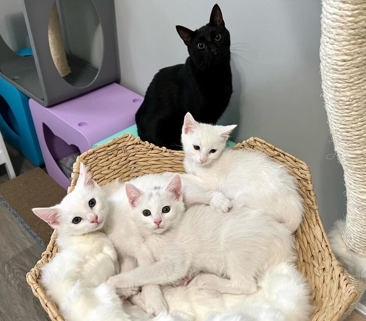 새끼 고양이 .jpg | 인스티즈