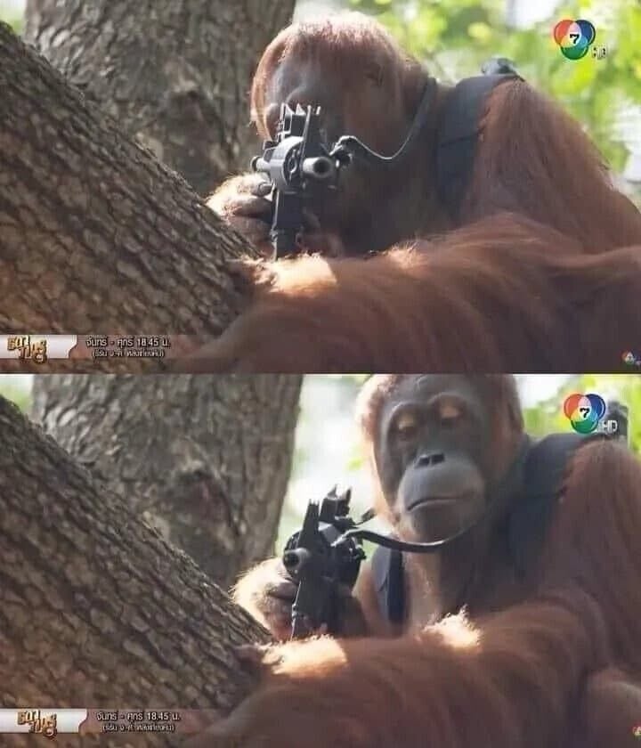 잘생긴 사람만 죽이는 원숭이.jpg | 인스티즈