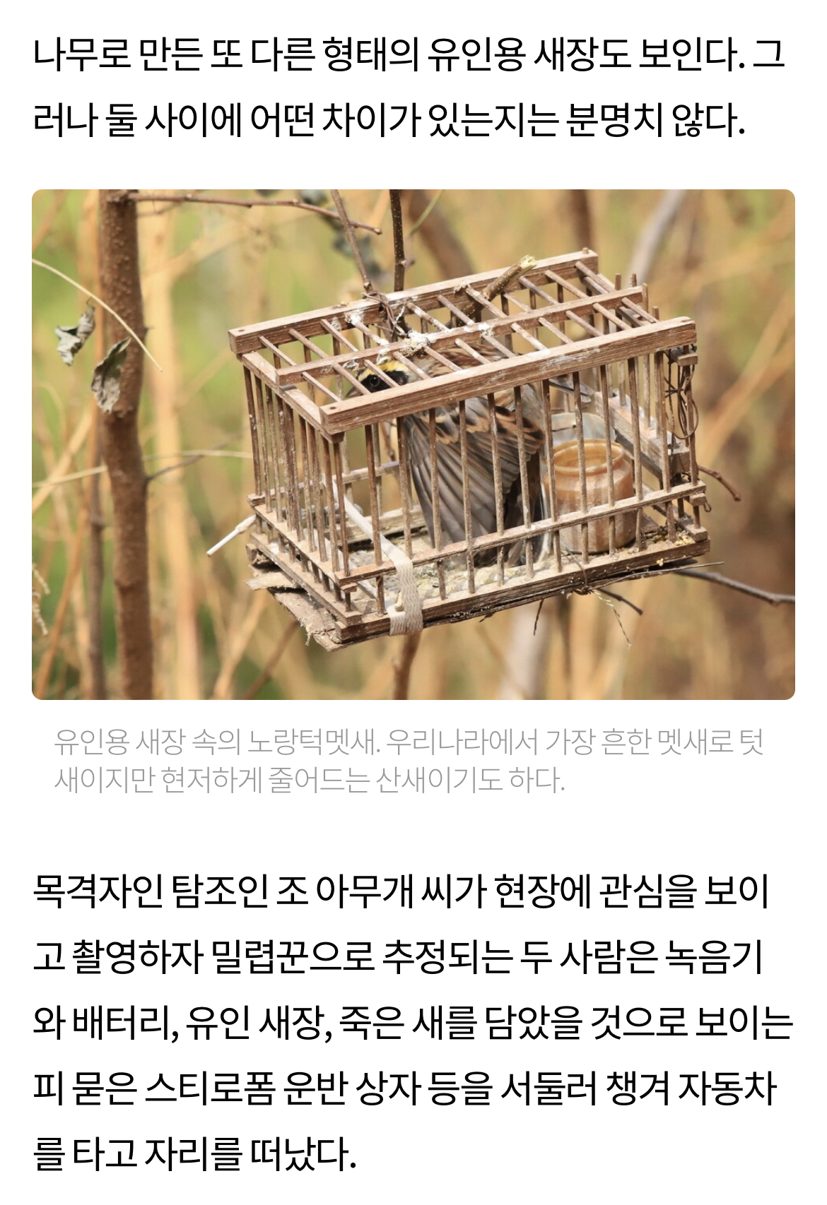 최근 남양주에서 참새고기로 1000여마리 산새들을 밀렵하는 현장 발견. 밀렵과 남획, 농약 살포, 서식지교란으로 산새들 점점 사라져 | 인스티즈