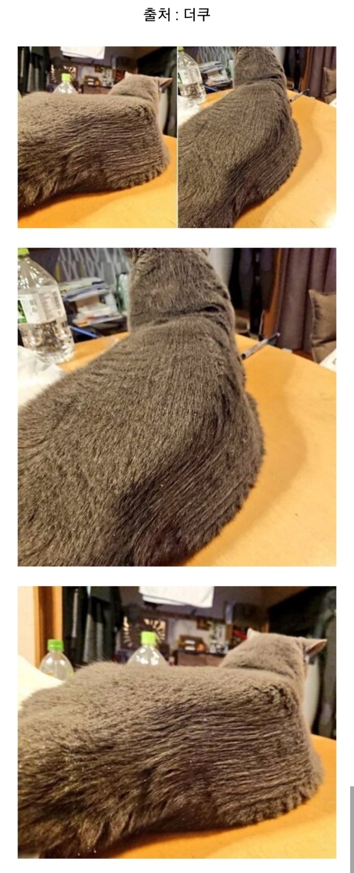 직업군인 아버지가 빗질해준 고양이 | 인스티즈