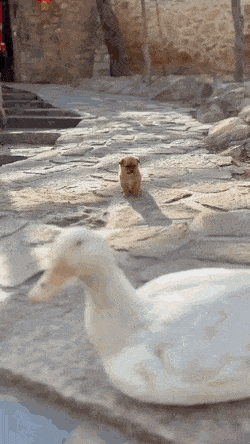 오리와 댕댕이.gif | 인스티즈