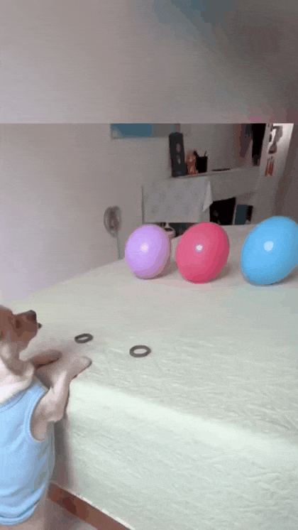 사람같은 댕댕이.gif | 인스티즈