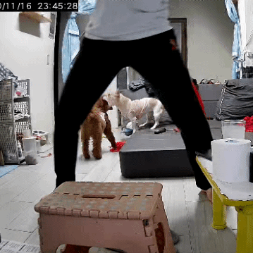 어제 동물병원 갔는데 옆테 다른 견주분이 몇살이냐고 물어보길래 26살이라고 대답했거든..? | 인스티즈