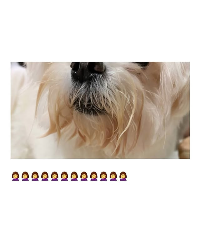 물 잘 안 마시는 강아지들 물에 당근이나 오이 넣으면 잘 마신대서 해봤거든 | 인스티즈