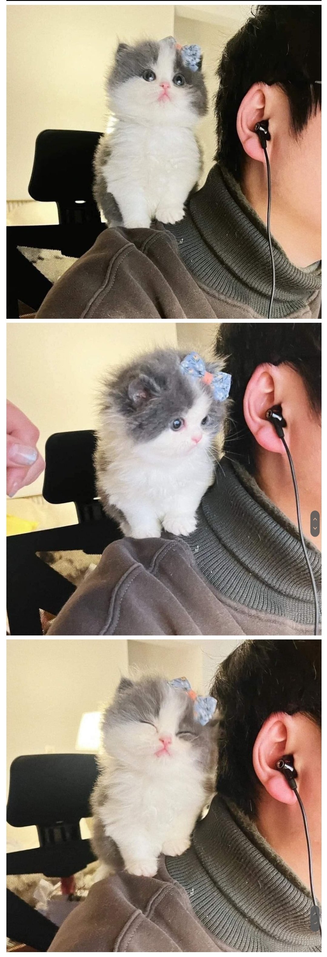 에서 난리난 고양이...jpg | 인스티즈