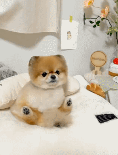 요런 강아지 어때요?.gif | 인스티즈