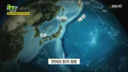 2만km 여정을 끝내고 3~4년 전부터 동해에서 많이 잡힌다는 거..JPG | 인스티즈