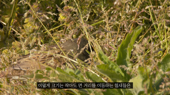 [사진100장스압] 고양이가 자연생태계에 끼치는 심각한 영향 | 인스티즈