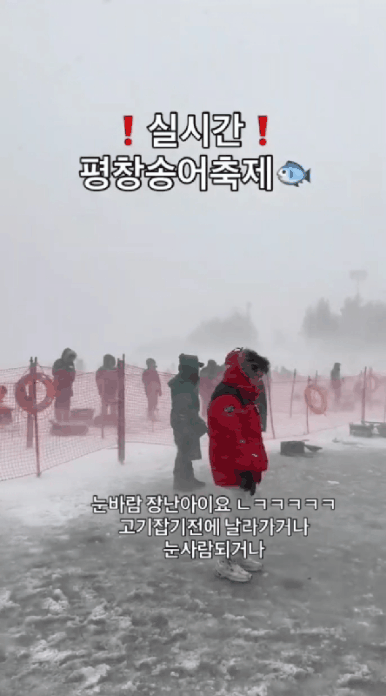 평창 송어 축제 근황 ㅋㅋㅋㅋㅋ.gif | 인스티즈