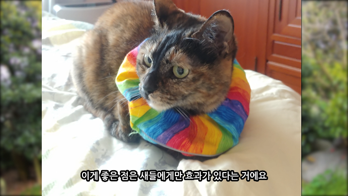 [사진100장스압] 고양이가 자연생태계에 끼치는 심각한 영향 | 인스티즈