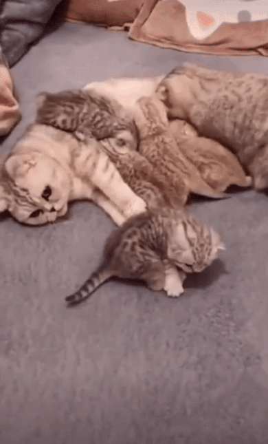 철 없는 아빠 고양이.gif | 인스티즈