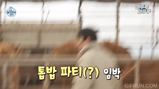 [나혼자산다] 톱밥만 새로 깔아줬을 뿐인데 좋아서 날뛰는 소들 | 인스티즈