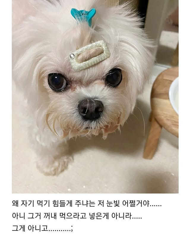 물 잘 안 마시는 강아지들 물에 당근이나 오이 넣으면 잘 마신대서 해봤거든 | 인스티즈