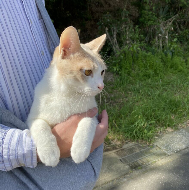 고양이가 산책을 너무 좋아해서 전용 우산까지 마련한 집사 | 인스티즈