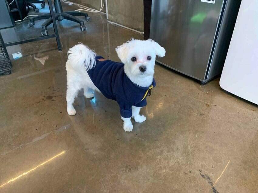 이사왔는데 전 주인이 강아지 버리고 감;;; | 인스티즈