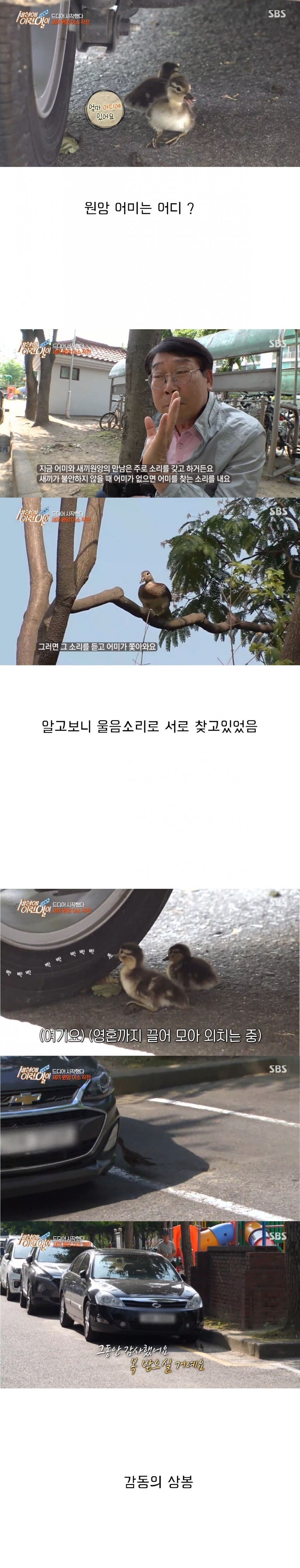 [세상에이런일이] 원앙 새끼 부화 시키기 레전드 ㄷㄷㄷ | 인스티즈