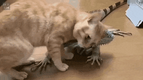이구아나가 너무 좋은 고양이.gif | 인스티즈