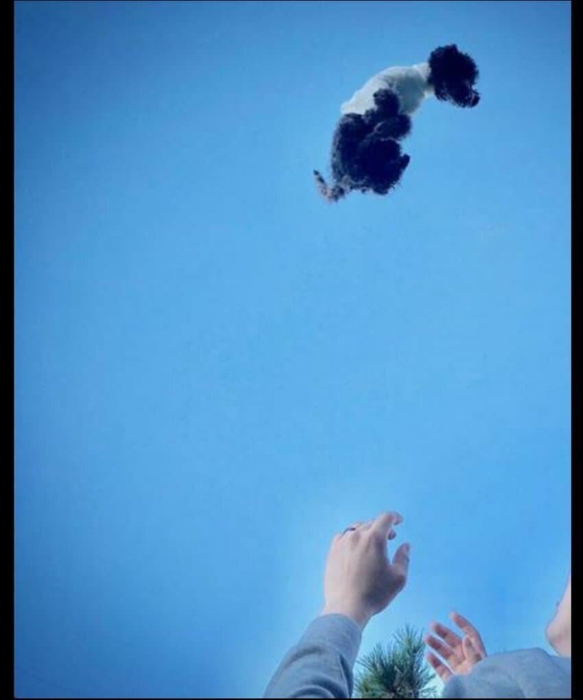 갈때까지 가버린 애견 인스타 유행.jpg | 인스티즈