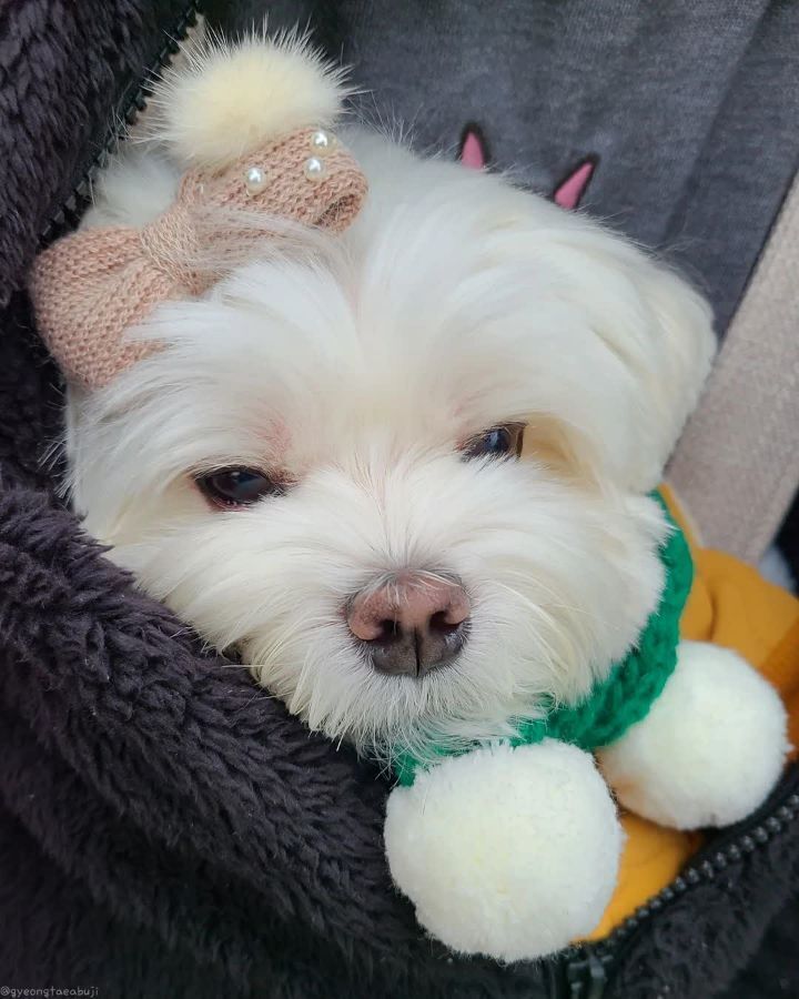 크리스마스 이브에도 열일 중인 택배견 경태.jpg | 인스티즈