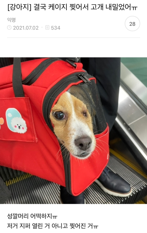 어제 동물병원 갔는데 옆테 다른 견주분이 몇살이냐고 물어보길래 26살이라고 대답했거든..? | 인스티즈