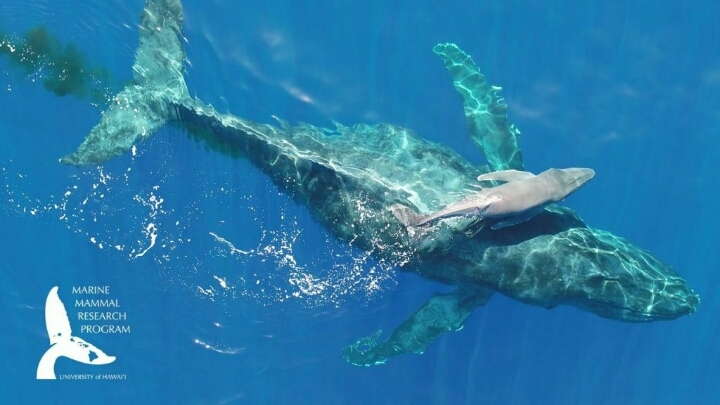 아기 고래 | 인스티즈