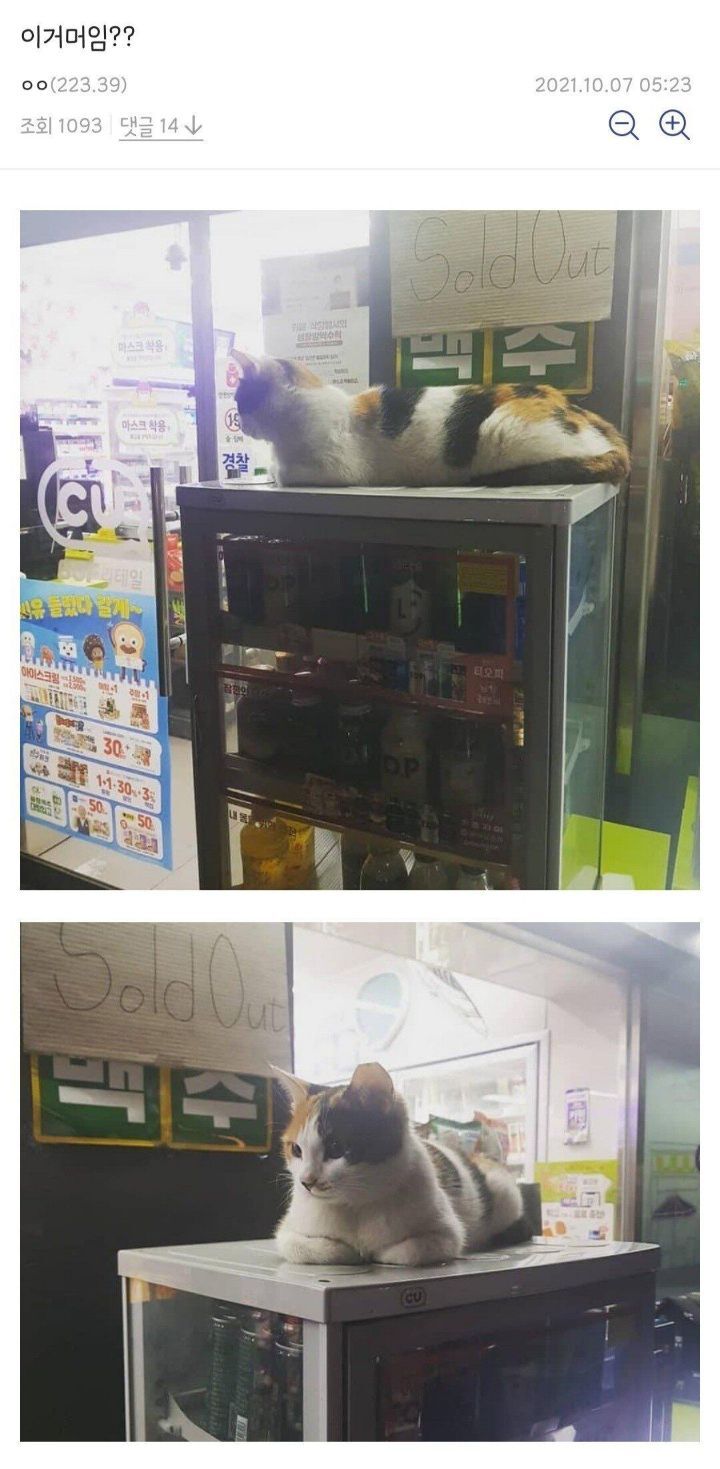 싱글벙글 디시 편의점갤러리.JPG | 인스티즈