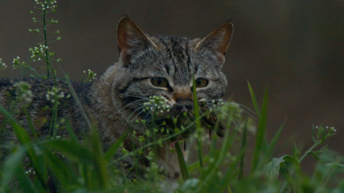 [사진100장스압] 고양이가 자연생태계에 끼치는 심각한 영향 | 인스티즈