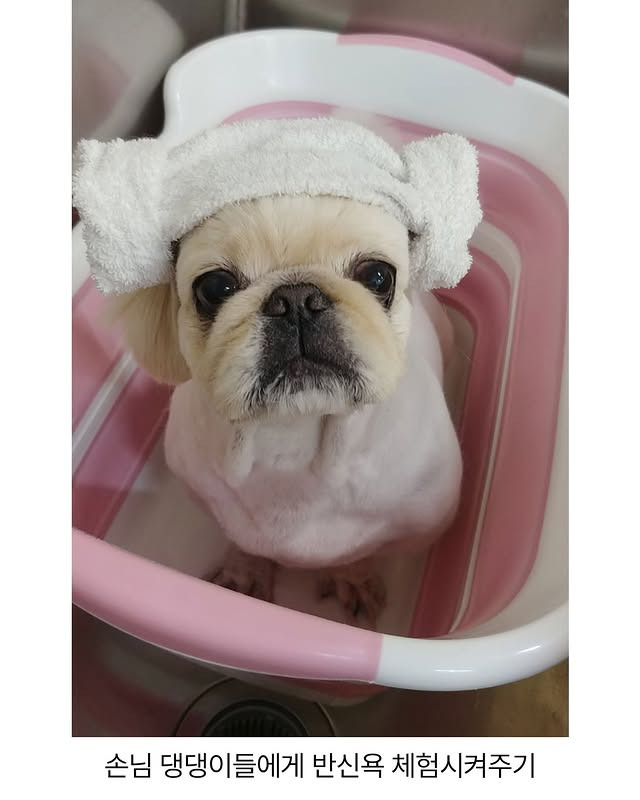 어느 애견미용사의 은밀한 취미 | 인스티즈