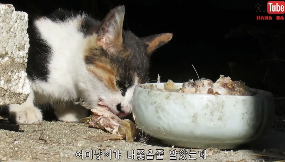 [hahaha] 아기 삼색냥이 인생 최대의 도박 | 인스티즈