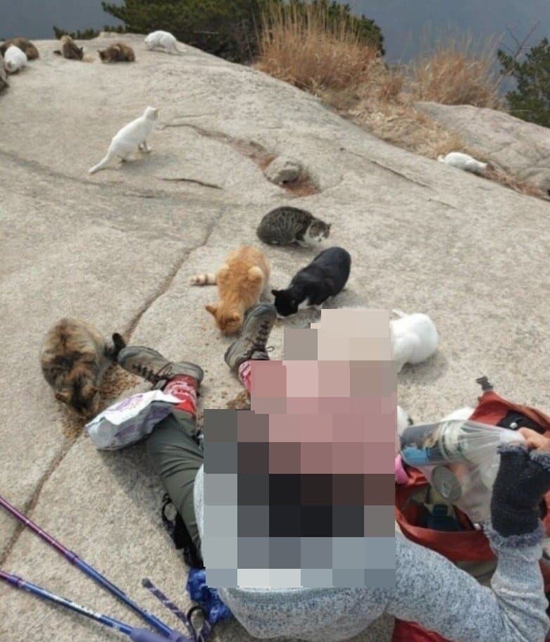 북한산 고양이사료 1톤 | 인스티즈