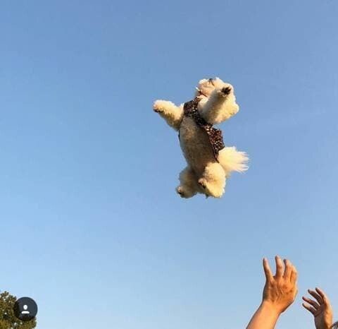 갈때까지 가버린 애견 인스타 유행.jpg | 인스티즈