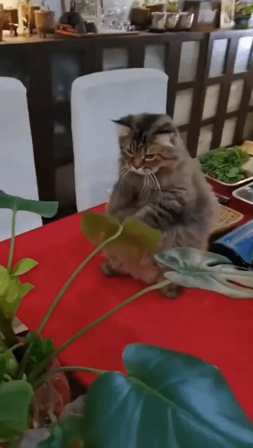 집중한 고양이 | 인스티즈